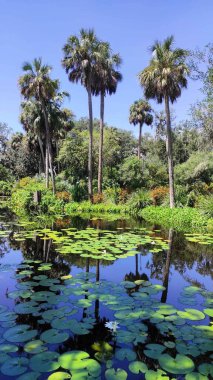 Göl kenarındaki gökyüzünün arka planında büyüyen palmiyelerin görüntüsü