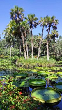 Tropikal bir parkta görülen dev su zambağı.