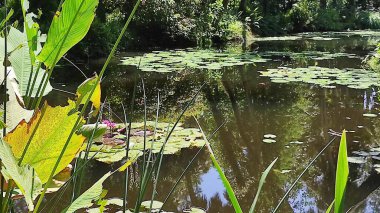 Gölde büyüyen bir yosun resmi.