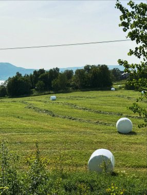 Saman balyalama filmi AGRIFILM yeşil çimlerden kaldırıldı