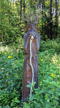 Ormanda oyulmuş ağaç gövdesi