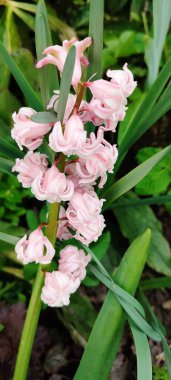 Bahçede büyüyen çift pembe ve beyaz kokulu sümbül.