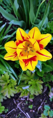 Bahçede açan çok renkli lalelerin fotoğrafı.