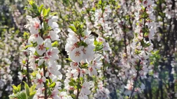 Macro Shot Honey Bee Pollinating Tavaszi Fehér Virágok Virágzó Virágok — Stock videók