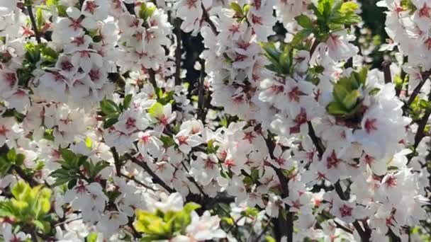 Macro Shot Abeja Miel Polinizando Árbol Primavera Con Flores Blancas — Vídeos de Stock