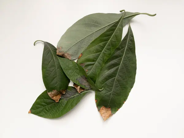 stock image Sick avocado leaves on the light background. Green and brown leaf. Plant disease. Horizontal photography. Environmental issues