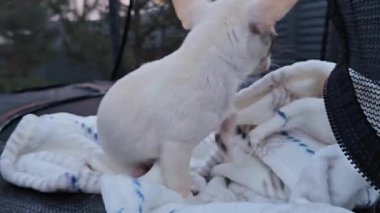 Yakından çekilen bir video havlunun üzerinde oturan, yeri keşfeden ve etrafı koklayan mutlu bir bej köpek, yavru bir chihuahua 'yı gösteriyor..
