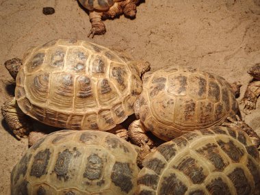 Kaplumbağalar ve kaplumbağalar hayvanat bahçesindeki bir kayanın yanında toplanıyorlar. Sert kabuklu yaşlı sürüngenler teraryumda yavaşça sürünüyorlar. Zooloji ve biyoloji. Vahşi yaşam.