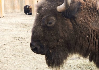Büyük boynuzlu bir bufalo çitin arkasındaki bir ağılda duruyor. Hayvanat bahçesinde bizon. Kahverengi zubr yan görünüş. Uzayı kopyala Yatay.