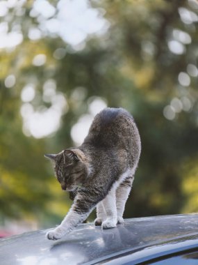 Sevimli sokak kedisi, rahatlamış tavrını ve büyüleyici merakını göstererek bir arabanın üzerinde neşeyle geriniyor. Rahatlama, vahşi yaşam ve evcil hayvan temaları için mükemmel. Arka plan bulanık. Dikey.