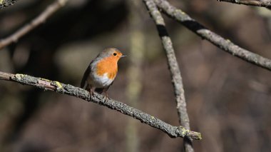 Robin dalın üzerine tünemiş gözlem yapıyordu.