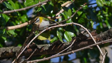 Dala tünemiş ateş gözlemi