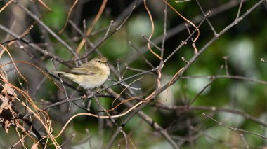 Chiffchaff dal gözlemleme üzerine tünemiş