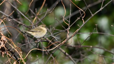 chiffchaff perched on the branch observing clipart