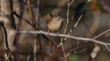 Wrenn dala oturmuş izliyor.