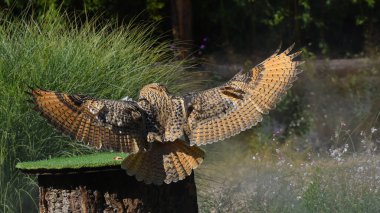 Sibirya baykuşu tüneğe indi.