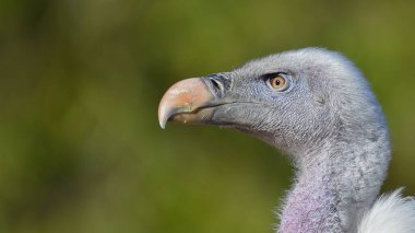 Griffon akbaba suratı önde, sola bakıyor.