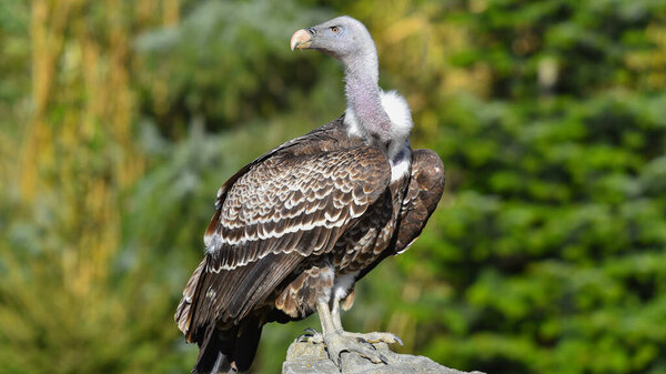 griffon vulture resting on the stone full body