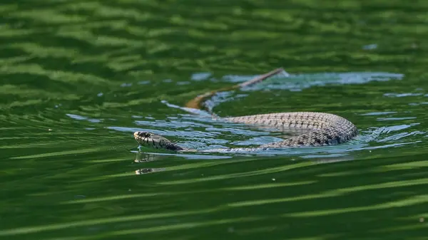 Ошейниковая Змея Плавает Озере — стоковое фото