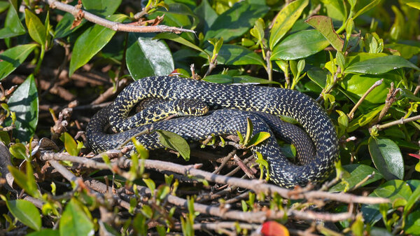 Collared snake sunning on the bush