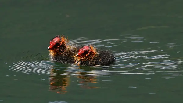 Dois Filhotes Galinha Nadam Lago — Fotografia de Stock