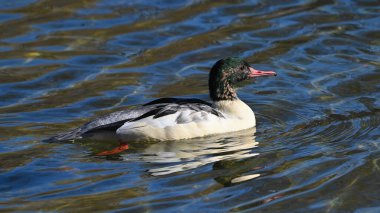 Male Goosander swims on the lake clipart