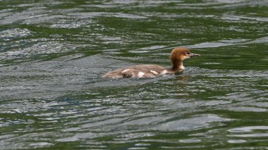 Young Goosander swims on the lake clipart