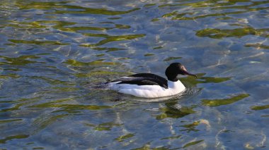 Erkek Goosander gölde yüzüyor.