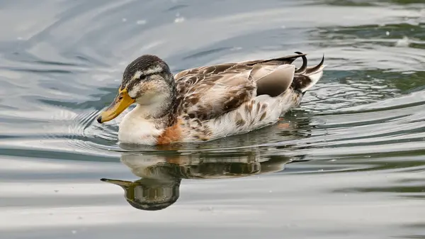雌性野鸭在湖上游泳 — 图库照片