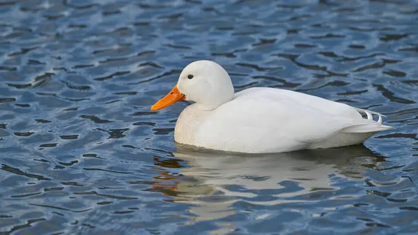 白色的野鸭在湖上游泳 — 图库照片