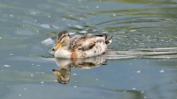 雌性野鸭在湖上游泳 — 图库照片
