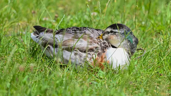 睡在草地上的雌性野鸭 — 图库照片