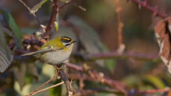 Firecrest Sitting Branch Watching — Stock Photo, Image