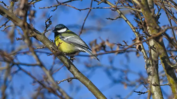 Great Tit Sitting Branch Summer — Stock Photo, Image