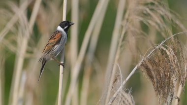 Bataklıktaki sazlıklarda dinlenen kiraz kuşu.
