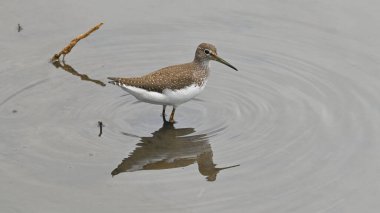 sandpiper standing on the river clipart