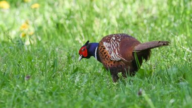 Yazın çayırın ortasında sülün.