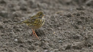 Pipit tarlada yerde oturuyor.