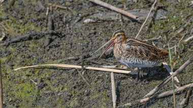 Çulluk, nehirdeki kumda yiyecek arıyor. Göç halinde.