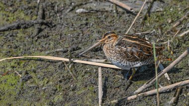snipe searches for food in the river sand, in migration clipart