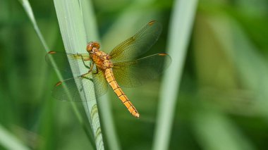 Sarı yusufçuk yazın çimlerin üzerinde oturuyor.