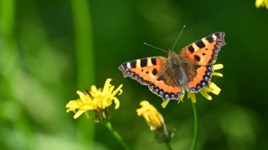 Çayırdaki sarı çiçekte turuncu kelebek