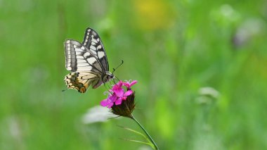 Sarı ve siyah kırlangıç kelebeği mor çiçekte