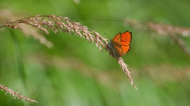 portakal rengi kelebek çimlerin üzerinde