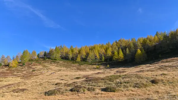 Sarı karaçamalı sonbahar dağları