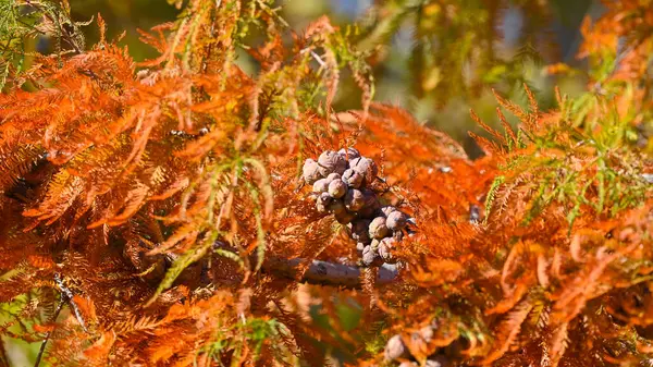 stock image autumn walk in the mountains with trees with orange and red leaves