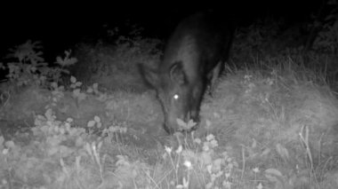 Yaban domuzu geceleyin kırsalda yiyecek arıyor.
