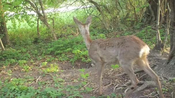 Roe Deer Observes Something Clearing — Stock Video