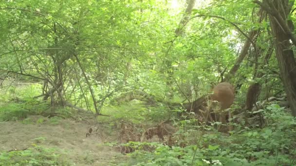鹿在空地上吃树叶 — 图库视频影像