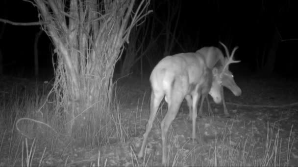 Two Male Deer Fight Night — Stock Video